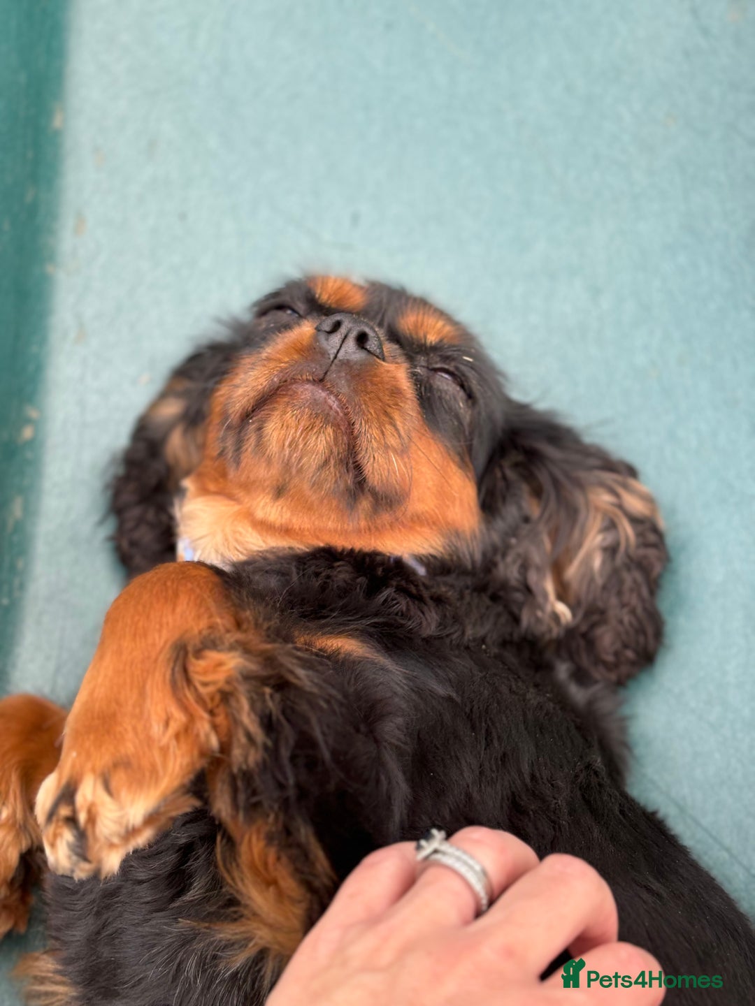 Cavalier King Charles Spaniel dogs for sale: KC reg 🍫parents/Eyes/heart&health certs - Image 16