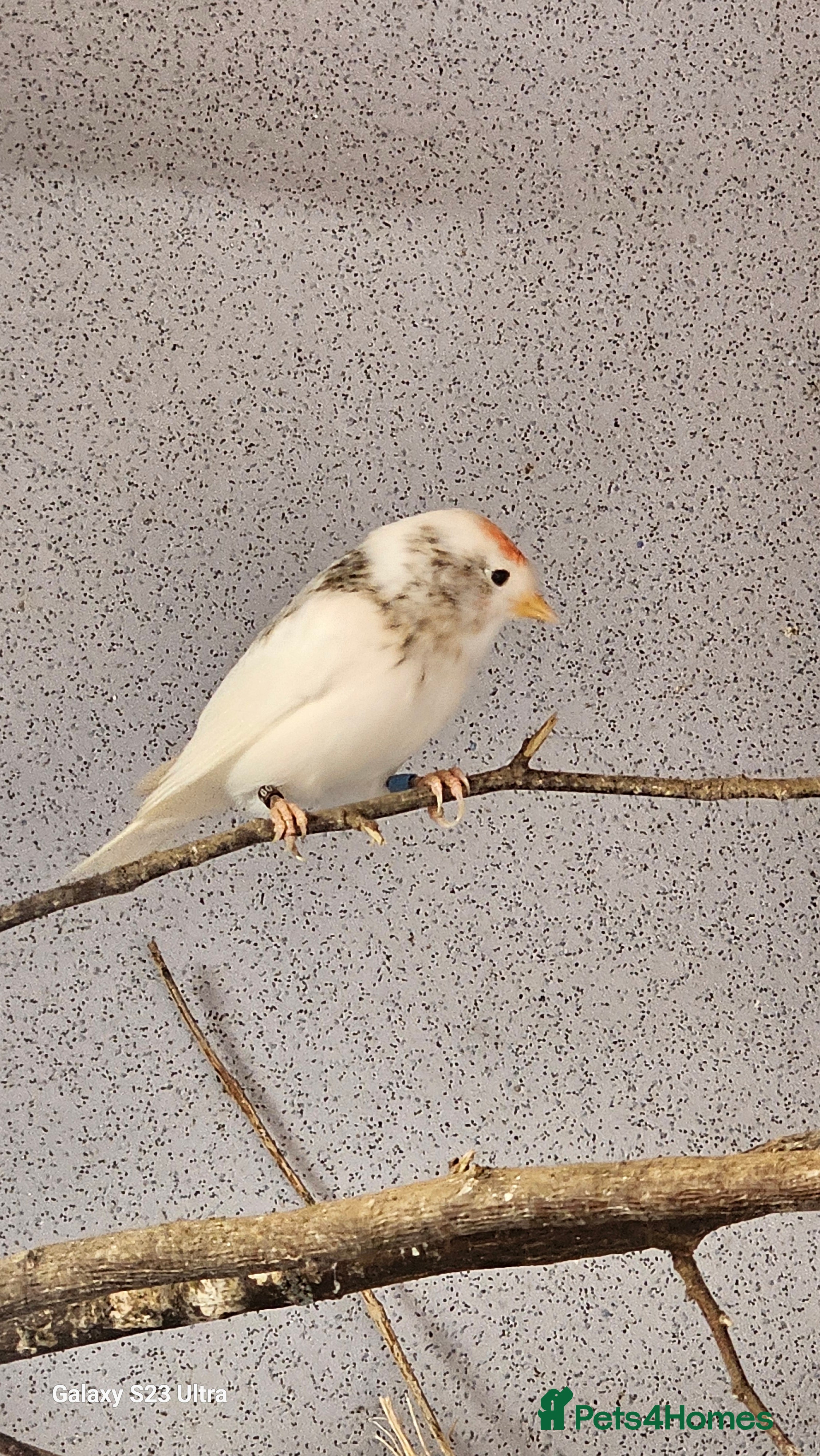 Finches birds Redpoll finches - Advert 13