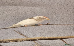 Finches birds for sale: Redpoll finches - Image 1