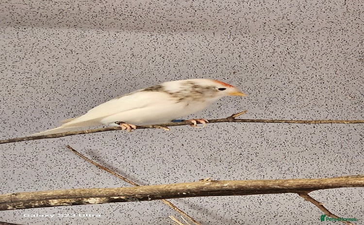 Finches birds - Advert 2