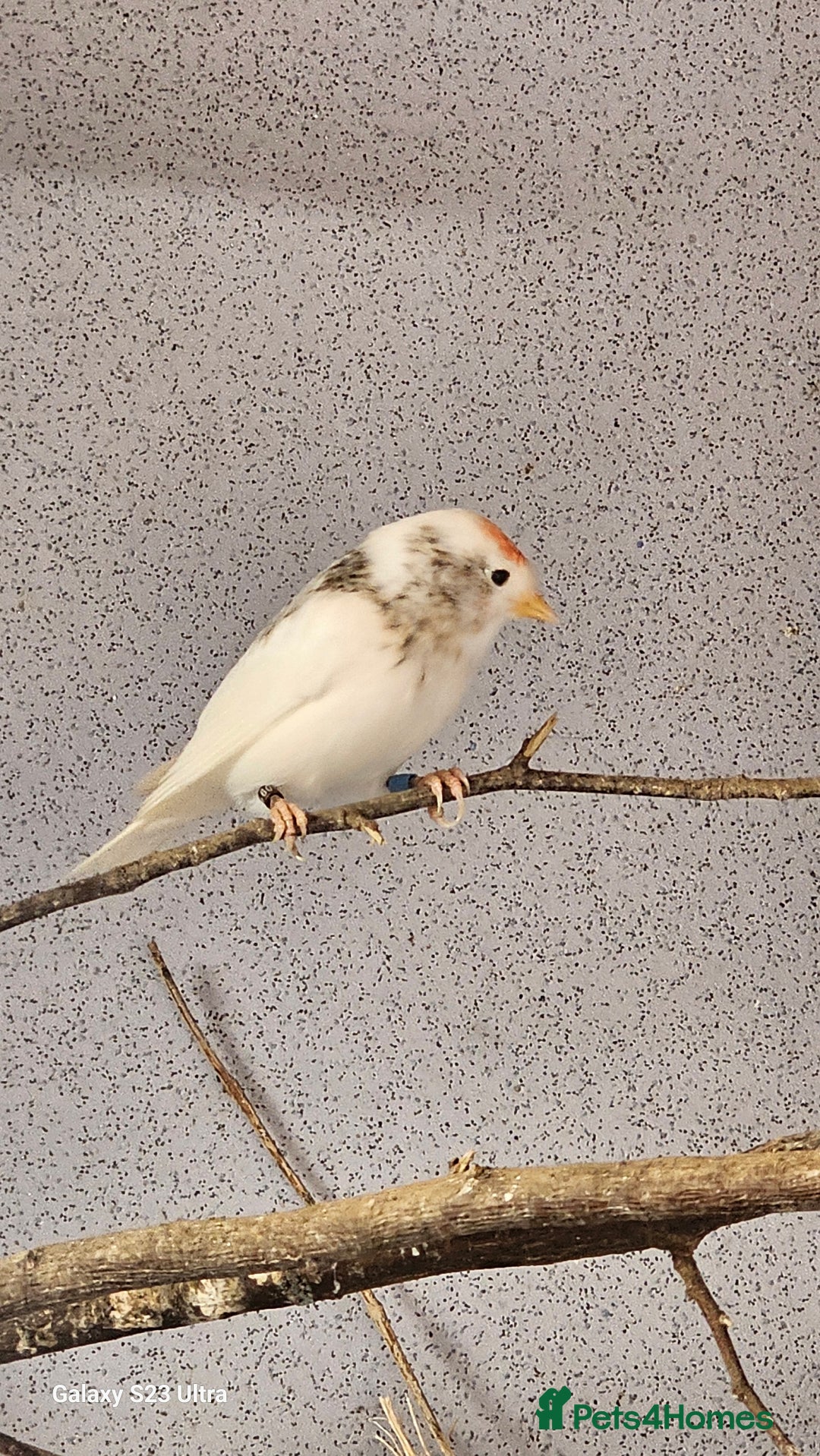Finches birds for sale: Redpoll finches - Image 1