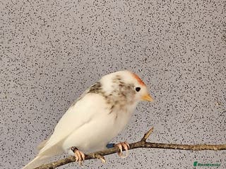 Finches birds Redpoll finches - Advert 1