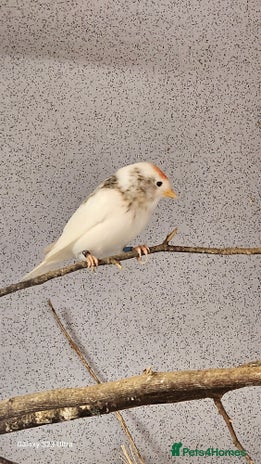 Finches birds - Advert 2