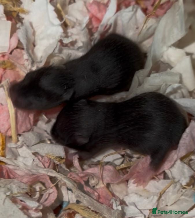 Hamster rodents Syrian Hamster Pups  - Advert 11