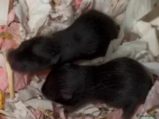 Hamster rodents Syrian Hamster Pups - Advert 11