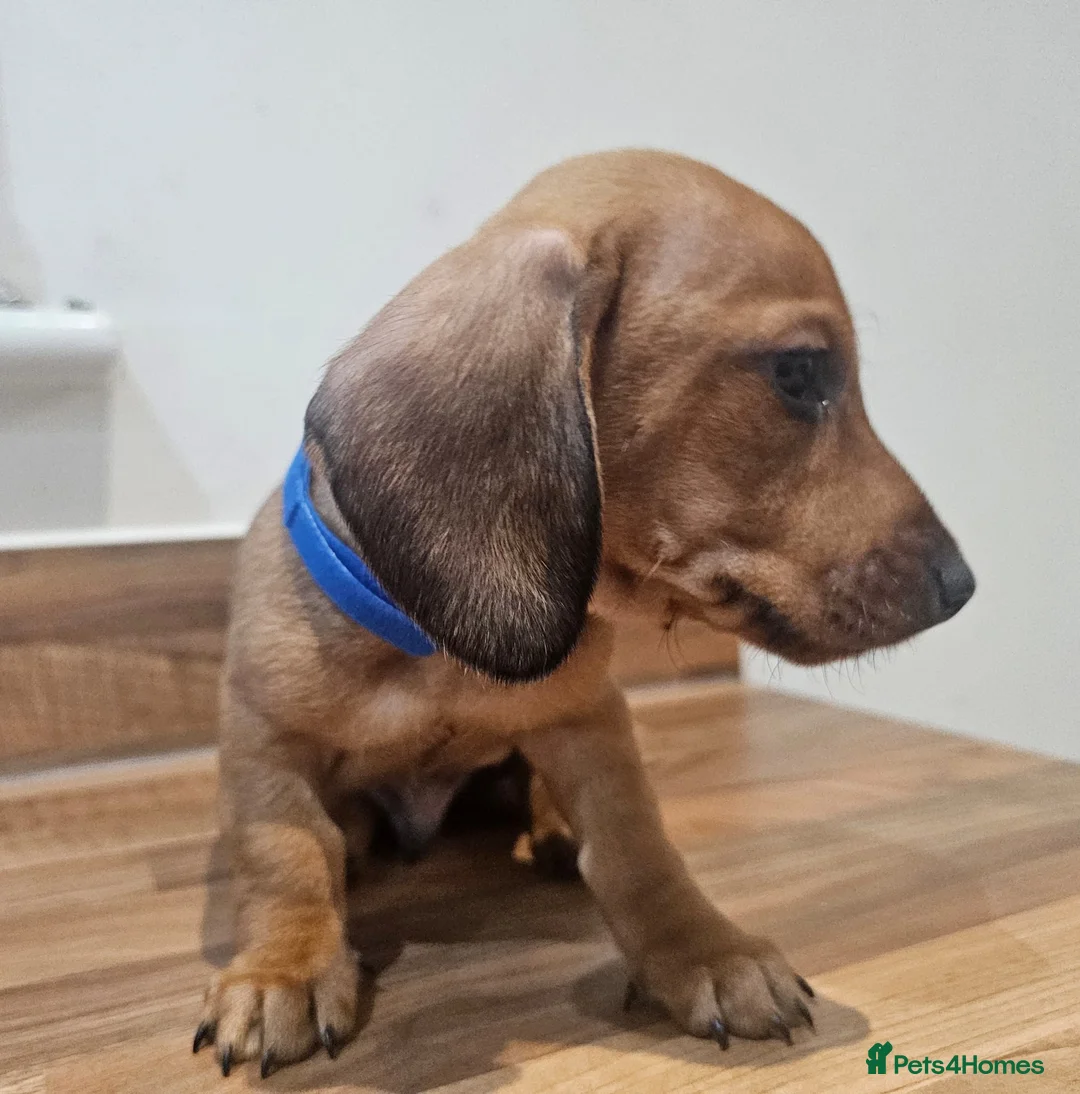 Dachshund dogs for sale: Adorable Dachshund Puppies - Advert 3