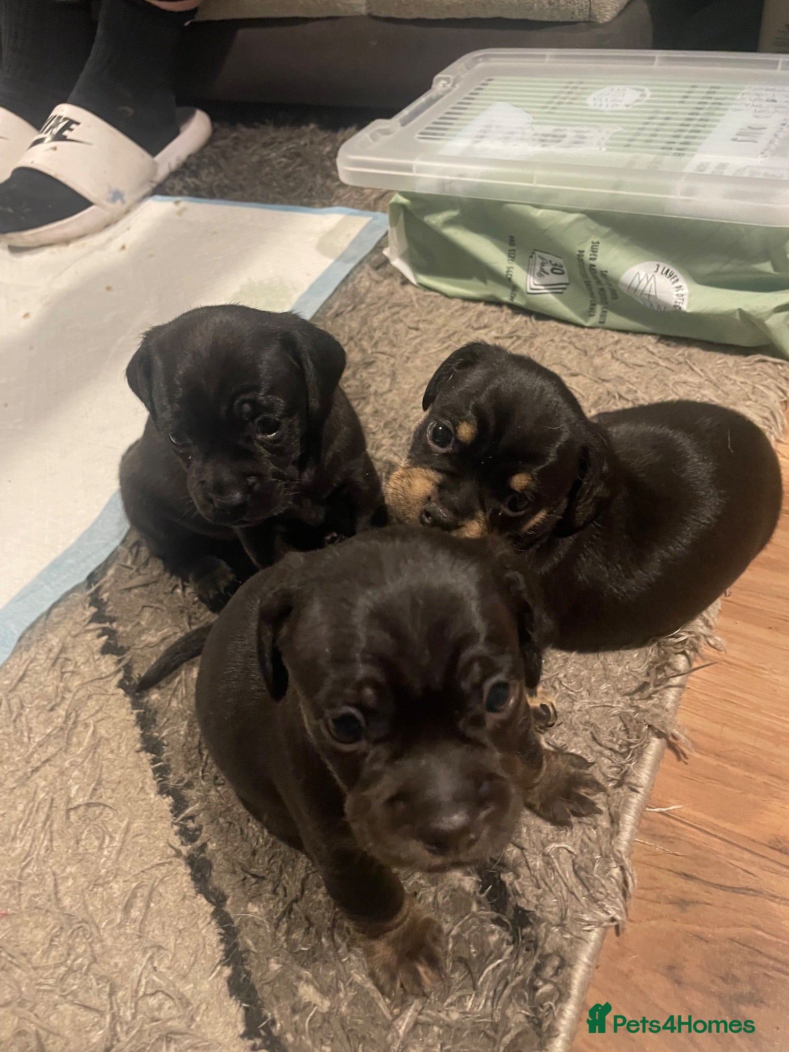 Mixed Breed dogs Dachshund x pug - Advert 13