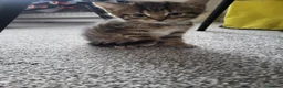 Mixed Breed cats for sale: 1 male 1 female long haired kitten - Advert 5