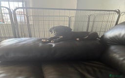 Great Dane dogs for sale: Great dane  - Image 9