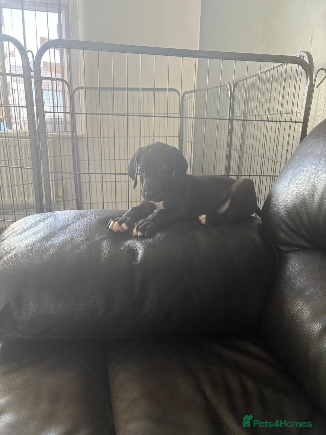 Great Dane dogs for sale: Great dane  - Image 9