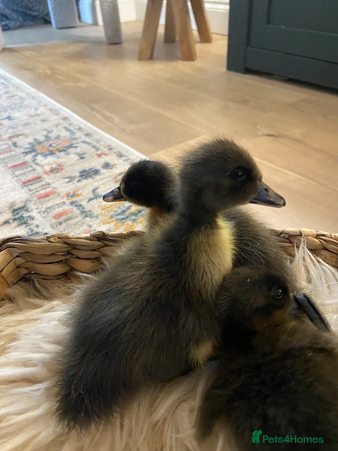 Ducks poultry for sale: Beautiful trio of ducklings - Advert 7