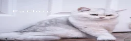 British Shorthair cats for sale: Silver British Shorthair kittens - Advert 2