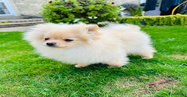 Pomeranian dogs - Advert 1
