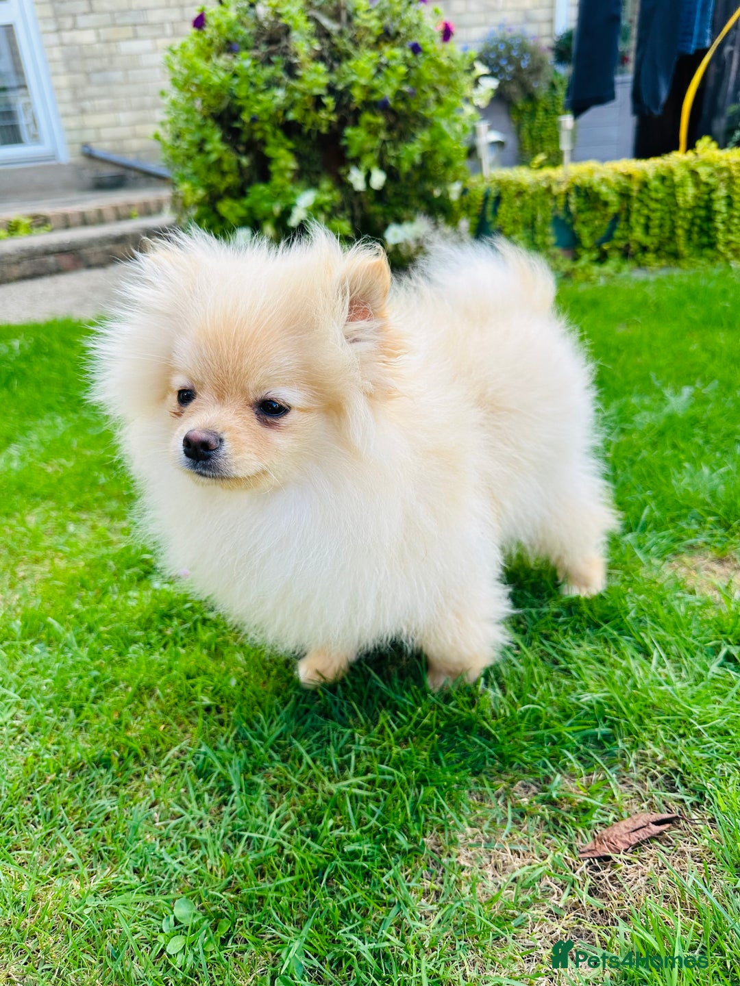 Pomeranian dogs for sale: Lovely Pomeranian puppies  - Image 5