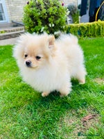 Pomeranian dogs - Advert 10
