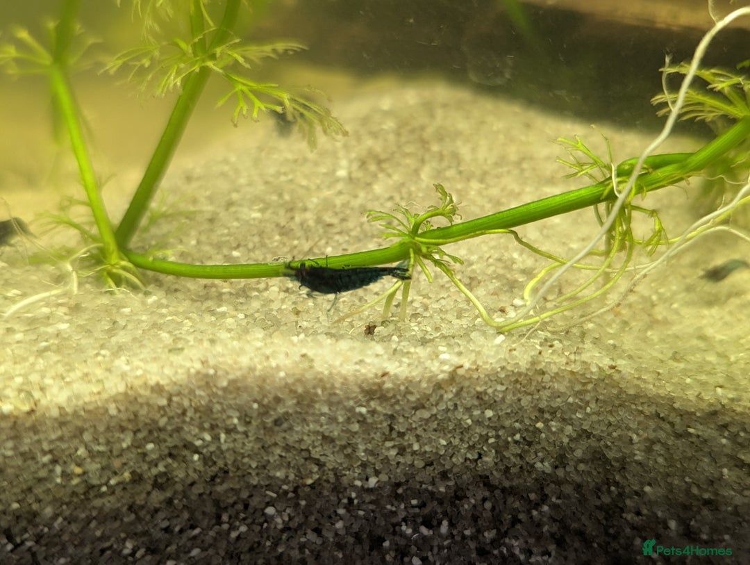 Shrimps fish for sale: 5 Blue Shrimp - Image 1