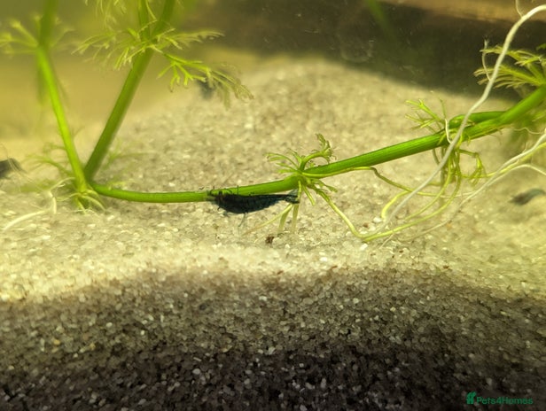 Shrimps fish - Advert 9