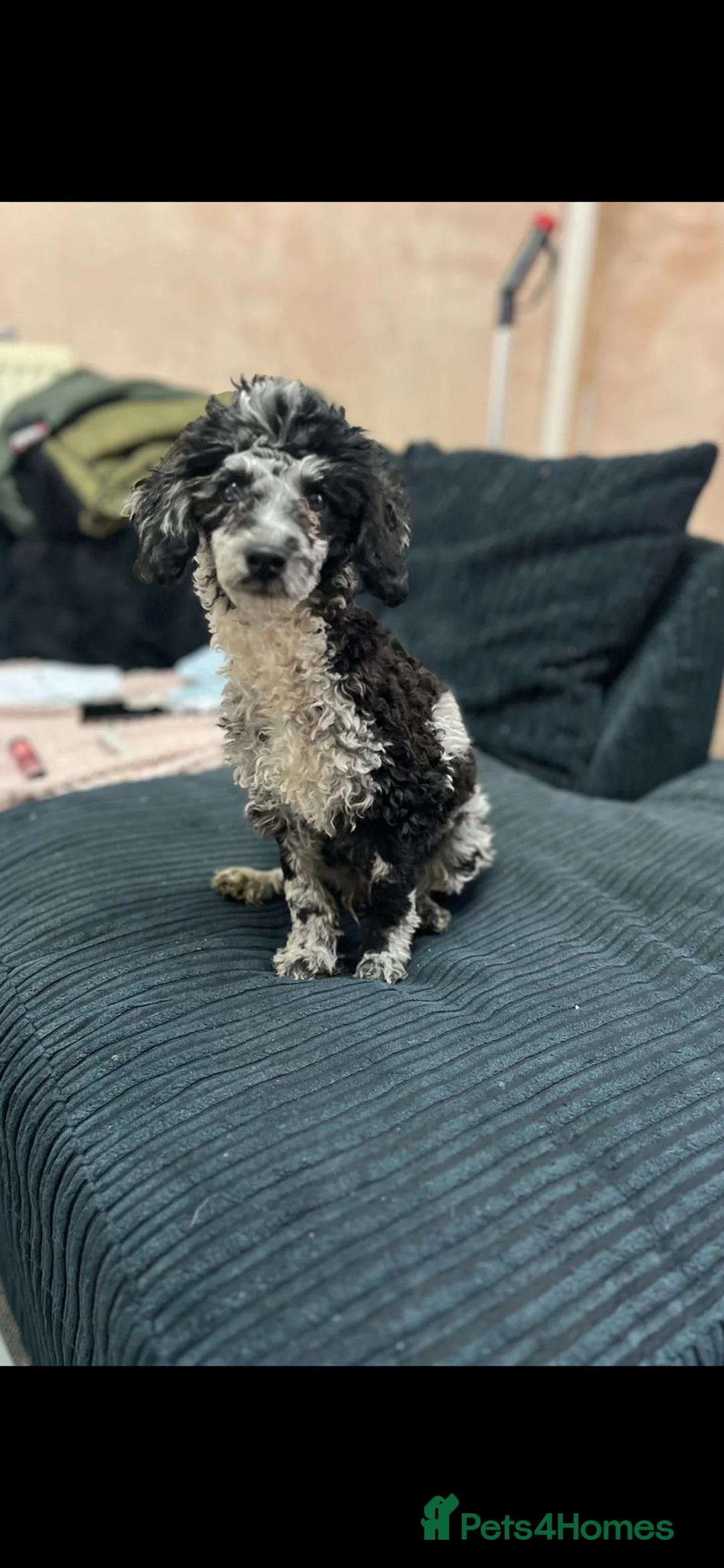 Toy Poodle dogs for sale: 10 week poodle male  - Advert 2