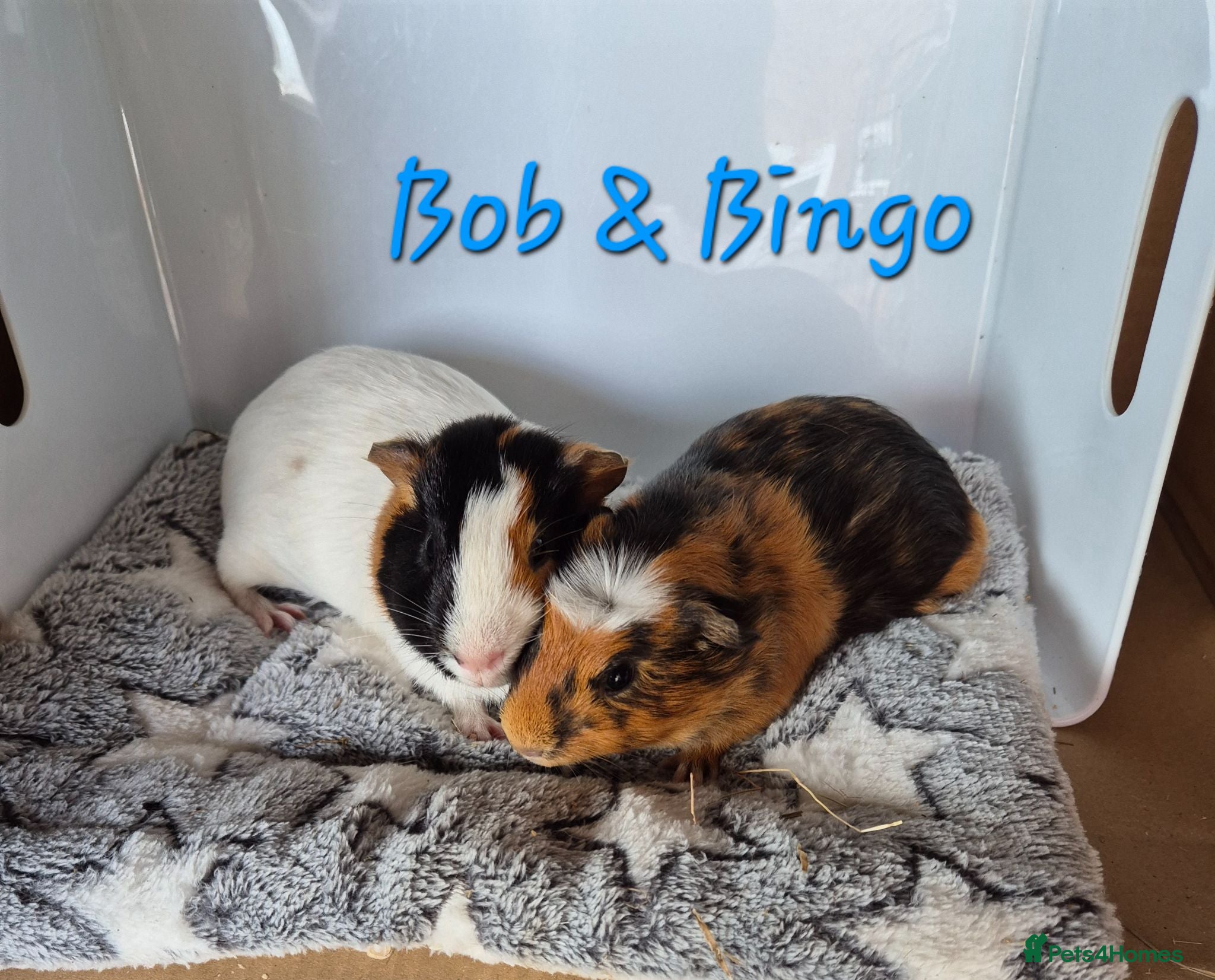 Guinea Pig rodents Baby Guinea Pigs Bob & Bingo - Advert 17