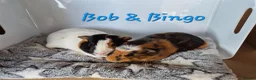 Guinea Pig rodents for sale: Baby Guinea Pigs Bob & Bingo - Advert 1