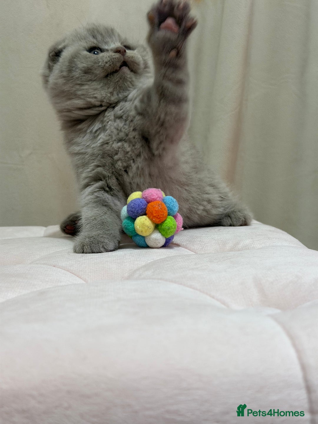 Scottish Fold cats for sale: Scottish Fold/ Straight kitties  - Advert 3