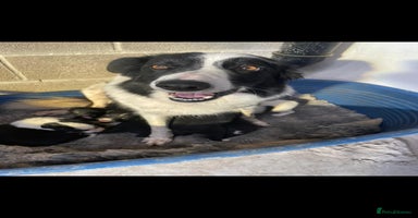 Border Collie dogs BORDER COLLIE PUPS - Advert 4