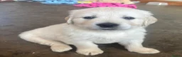 Golden Retriever dogs for sale: Kc golden retriever puppies,health tested parents  - Advert 3