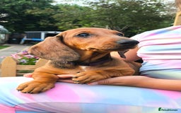 Dachshund dogs for sale: READY NOW-Champions Line Standard Dachshund KC REG in Coventry - Image 8