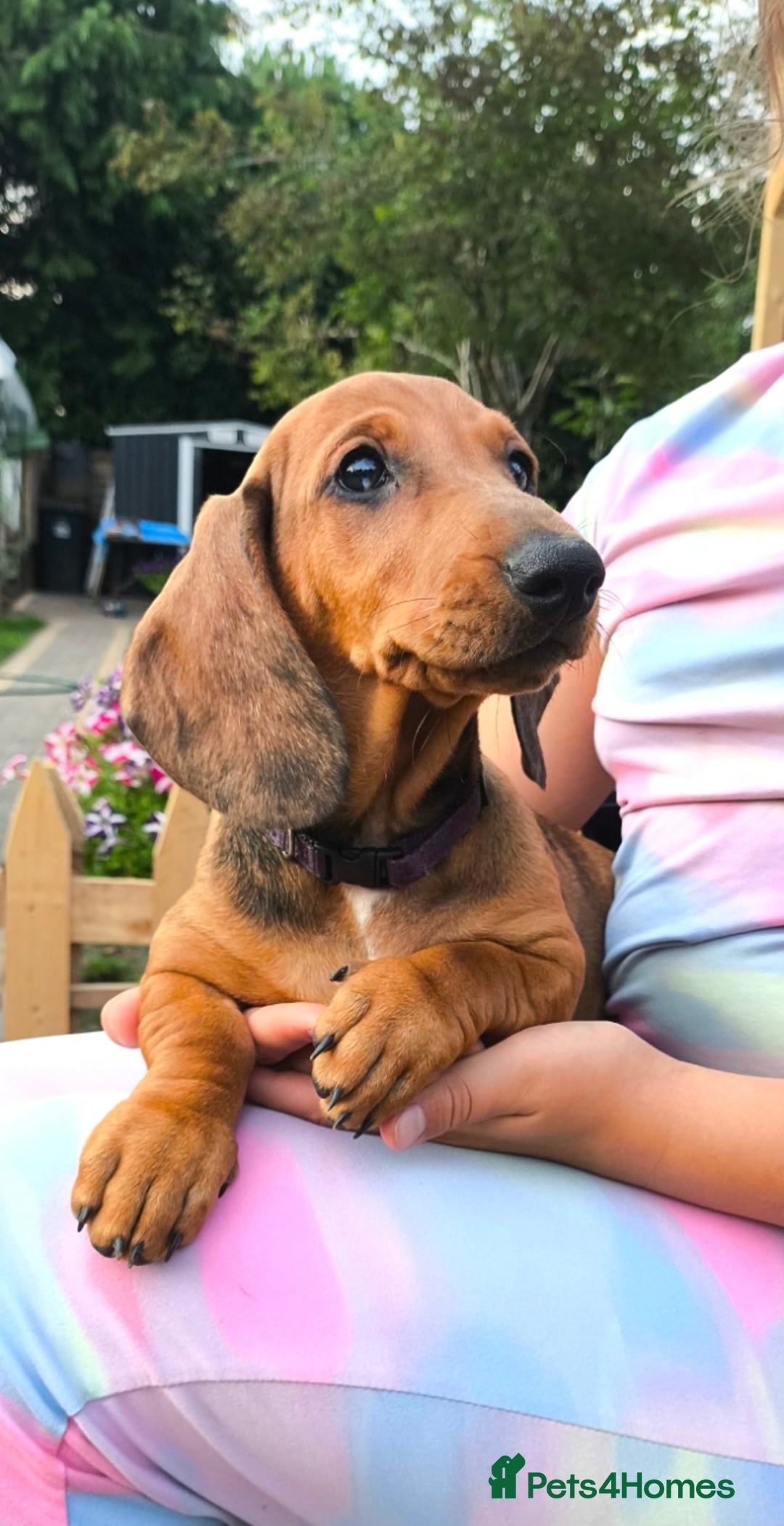Dachshund dogs for sale: READY NOW-Champions Line Standard Dachshund KC REG in Coventry - Image 8