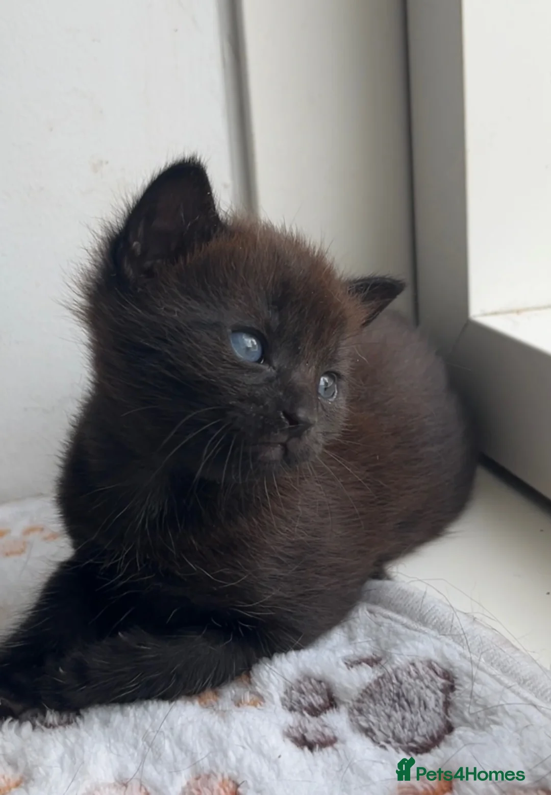 Mixed Breed cats for sale: Domestic shorthair female kittens - Advert 2