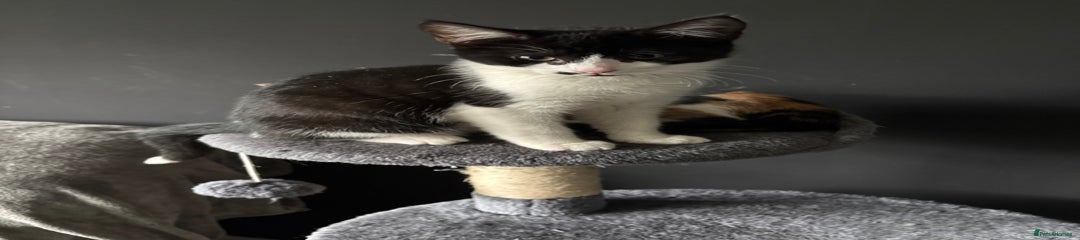 Mixed Breed Kitten 1