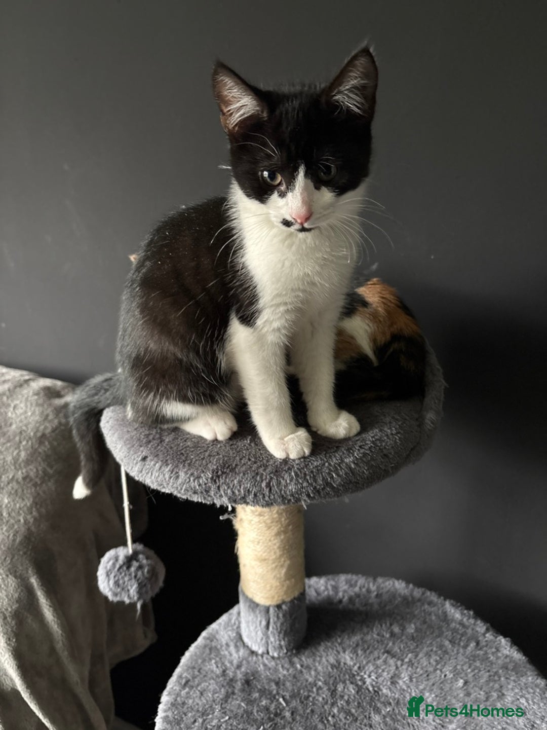 Mixed Breed cats for sale: 2 kittens - Advert 2