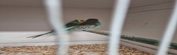 Budgerigars birds for sale: Budgies Birds by pre-order, exclusive birds - Advert 11