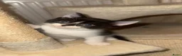 Mixed Breed cats for sale: Bsh cross kittens 🐾 - Advert 5