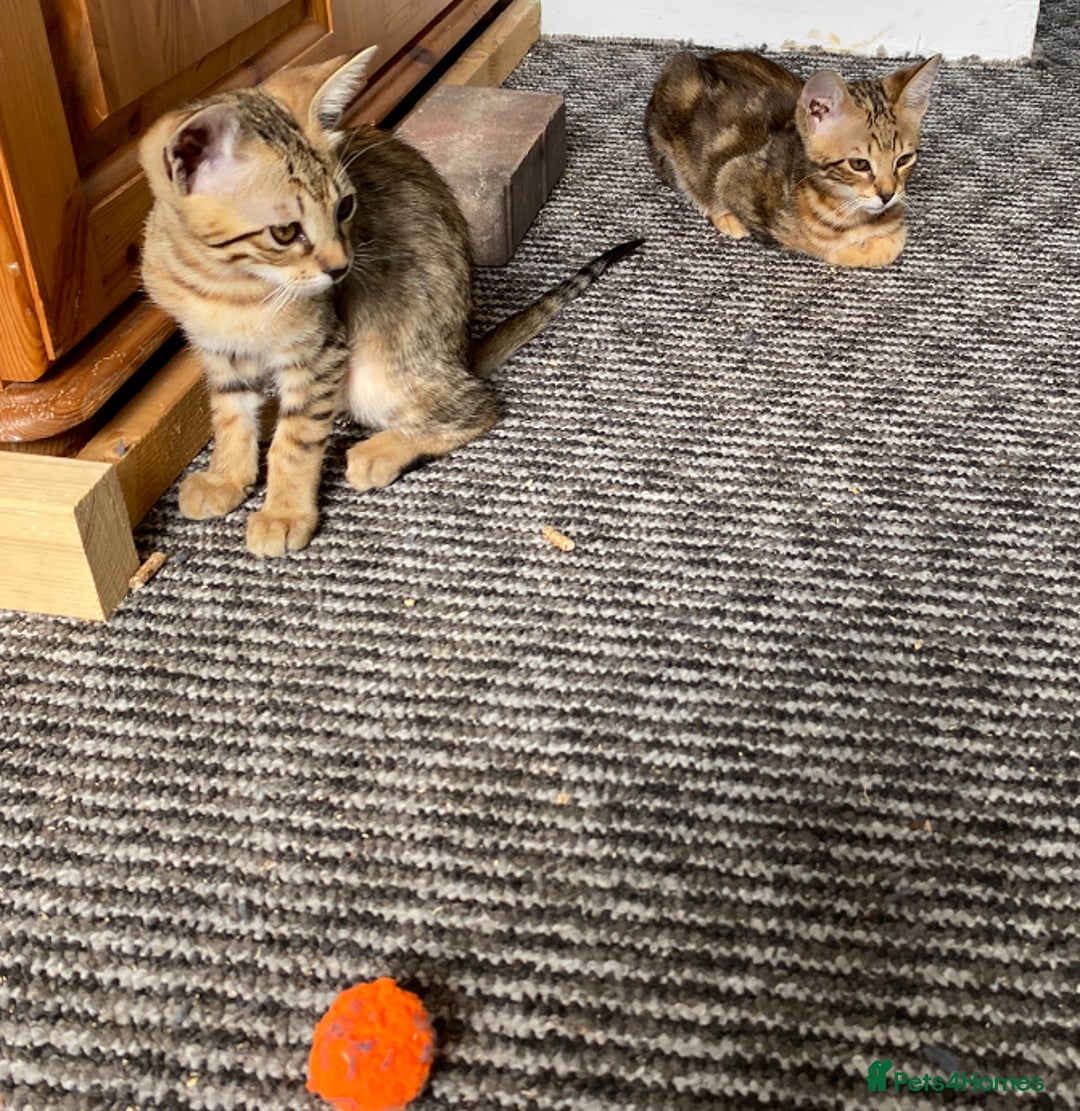 Chausie cats for sale: Savannah x Chausies - Image 20