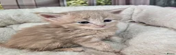 Maine Coon cats for sale: Stunning TICA Maine Coon kittens - Advert 5