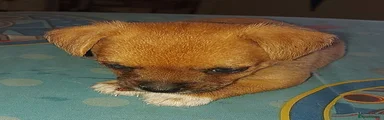 Mixed Breed 2 Bruno