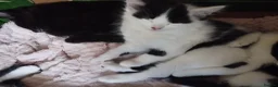Mixed Breed cats for sale: Kittens in Bournemouth  in Bournemouth - Advert 4