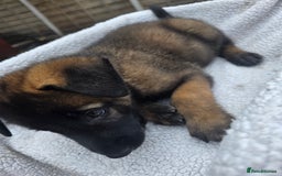 Belgian Shepherd Dog dogs for sale: belguim malinois free training provided - Image 25