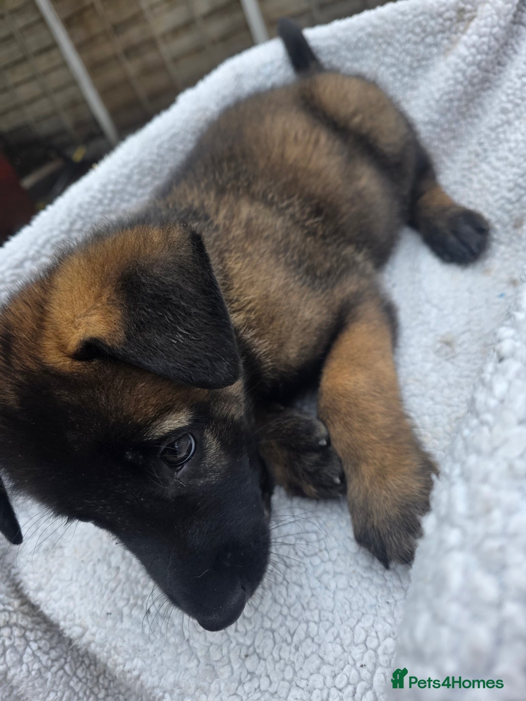 Belgian Shepherd Dog dogs for sale: belguim malinois free training provided - Image 25