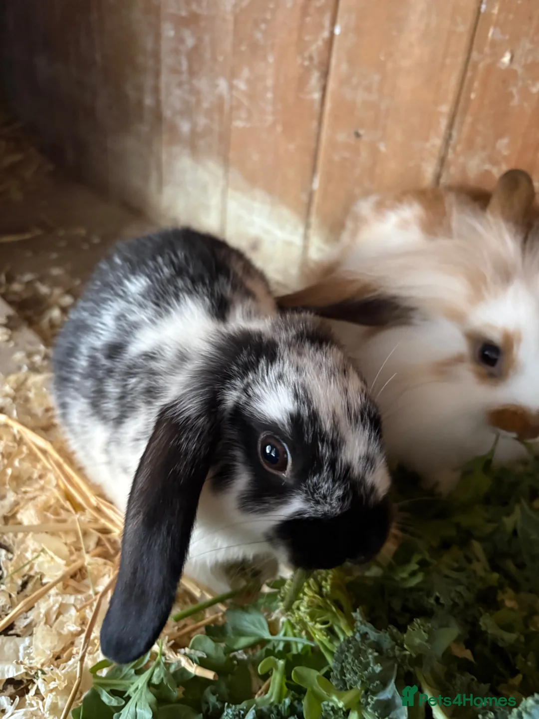 Mini Lop rabbits for sale: Baby mini lop rabbits - Advert 2