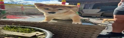 Japanese Shiba Inu dogs for sale: Shiba girls kc registered available  - Advert 5