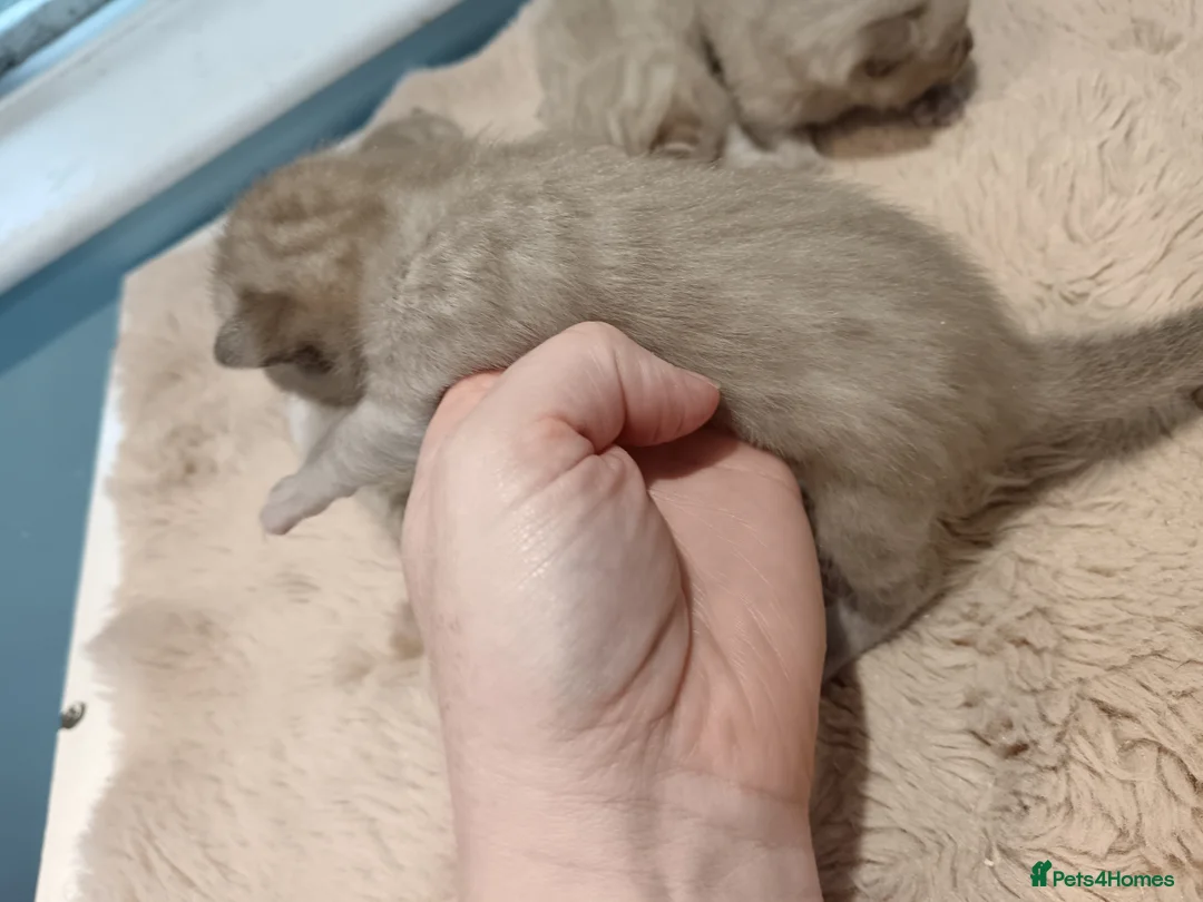 Bengal cats for sale: Tica RG pure bengals - Advert 7