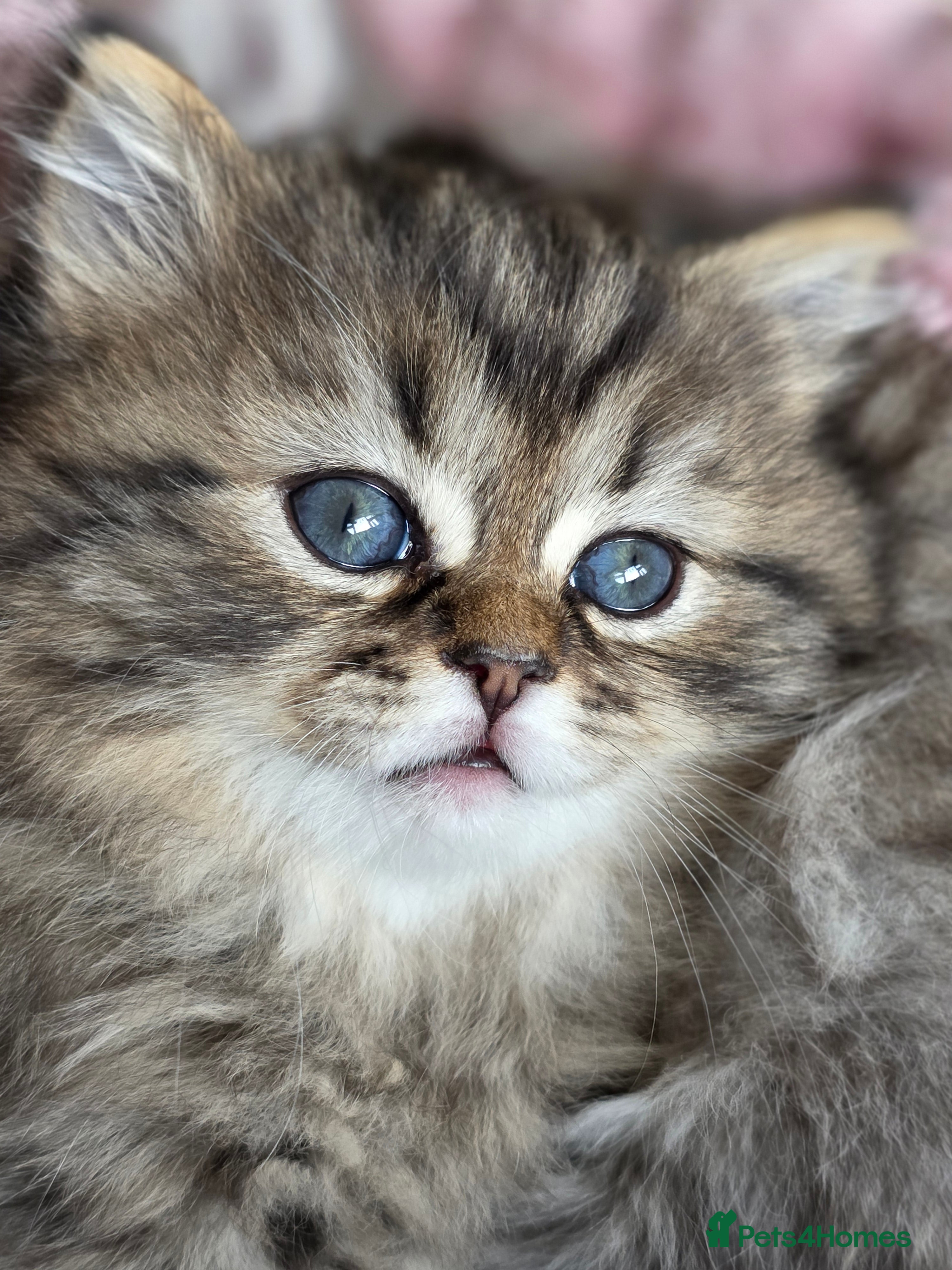 Persian cats Persian kittens 1 golden girl available  - Advert 14