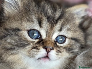 Persian cats Persian kittens 1 golden girl available - Advert 14