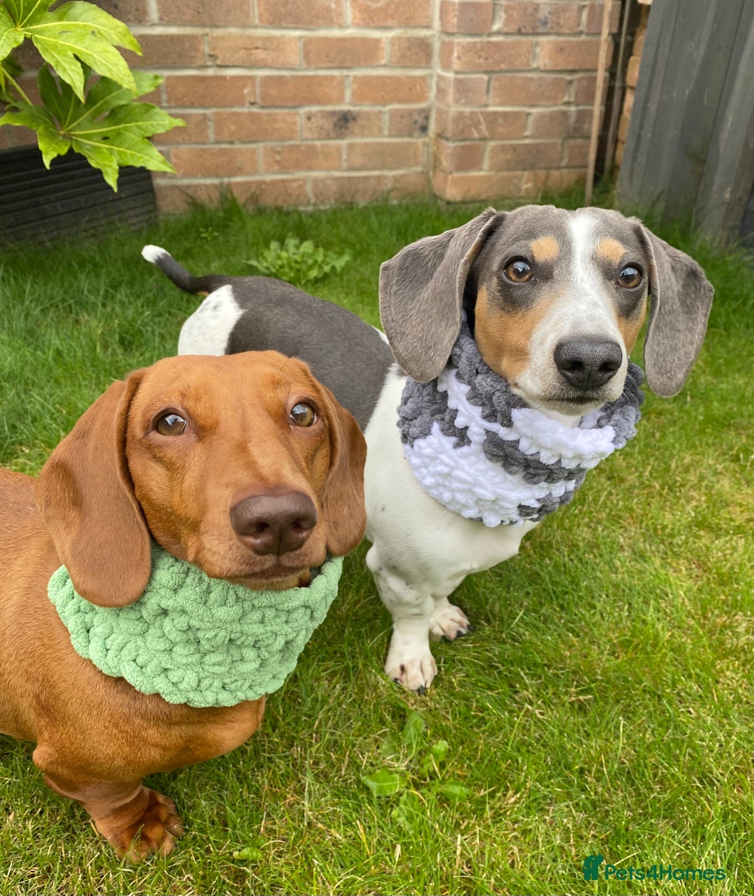 Miniature Dachshund dogs for sale: Almost ready to leave!Amazing Miniature Dachshunds in Doncaster - Image 23