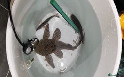 Plecos fish for sale: 30cm pleco  - Image 2