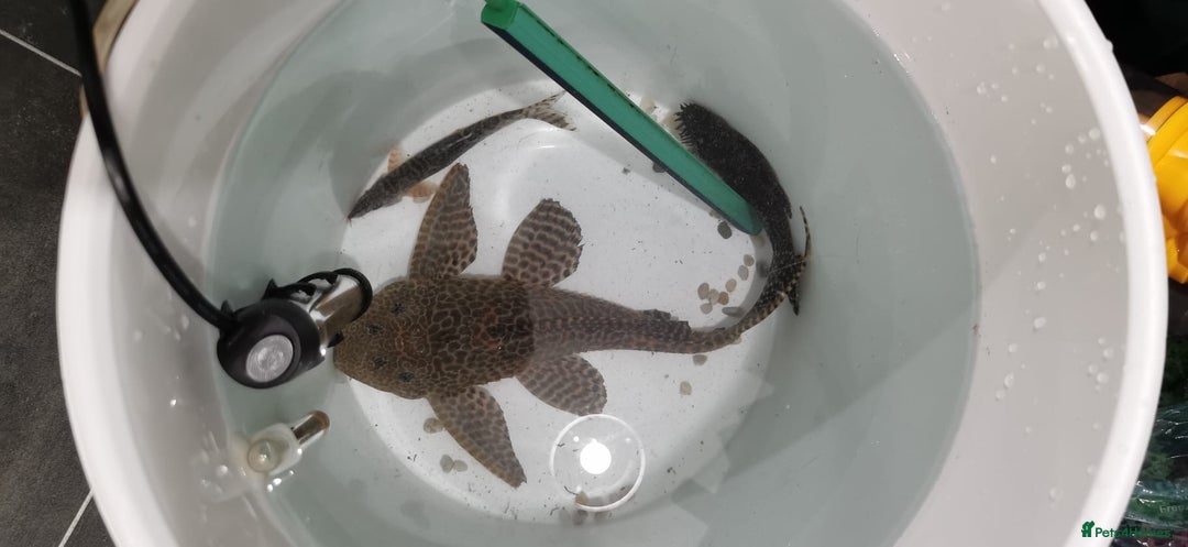 Plecos fish for sale: 30cm pleco  - Image 2