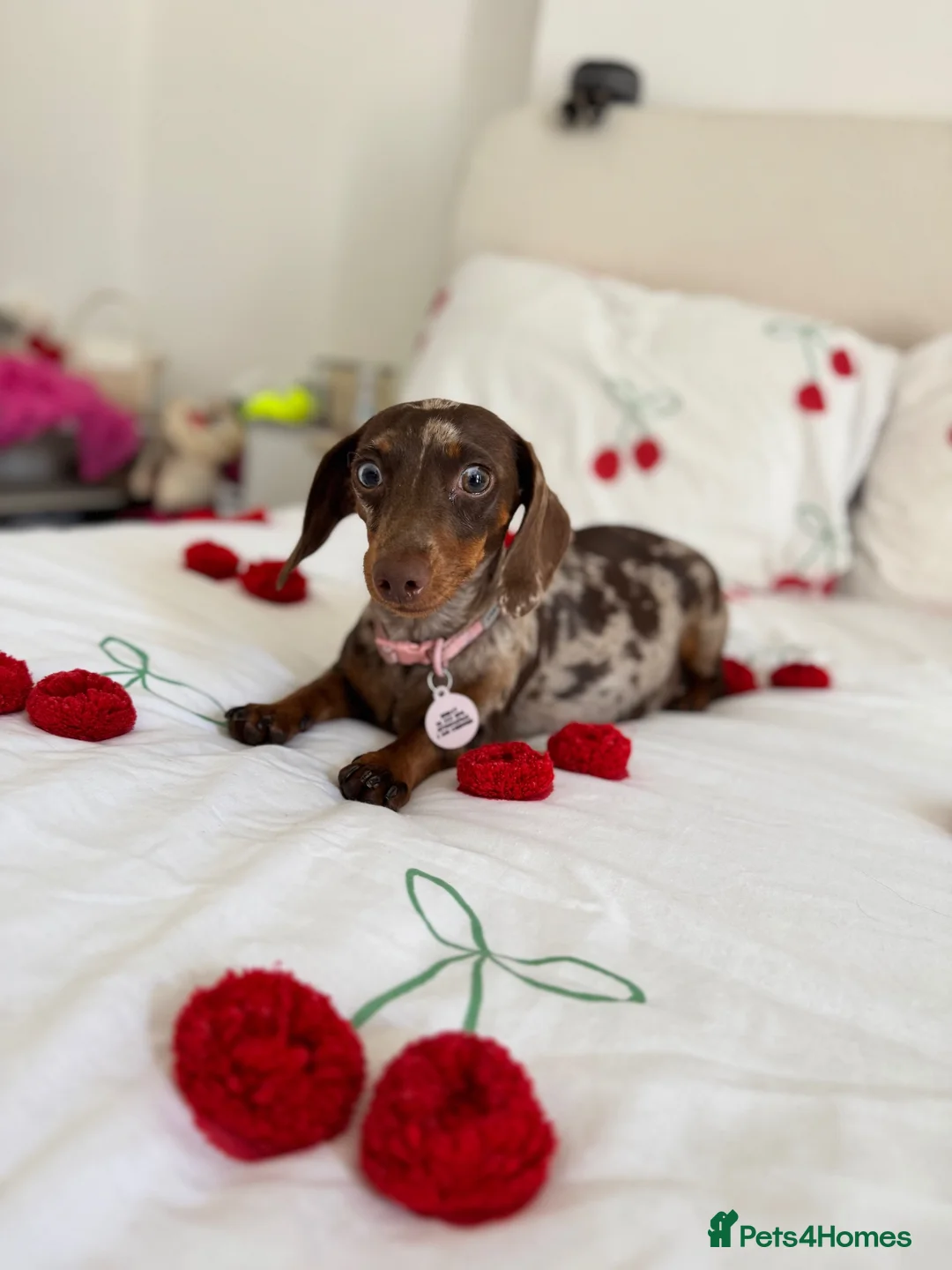 Miniature Dachshund dogs for sale: 2 Year old dabble miniature dachshund  in Leigh-on-Sea - Advert 2