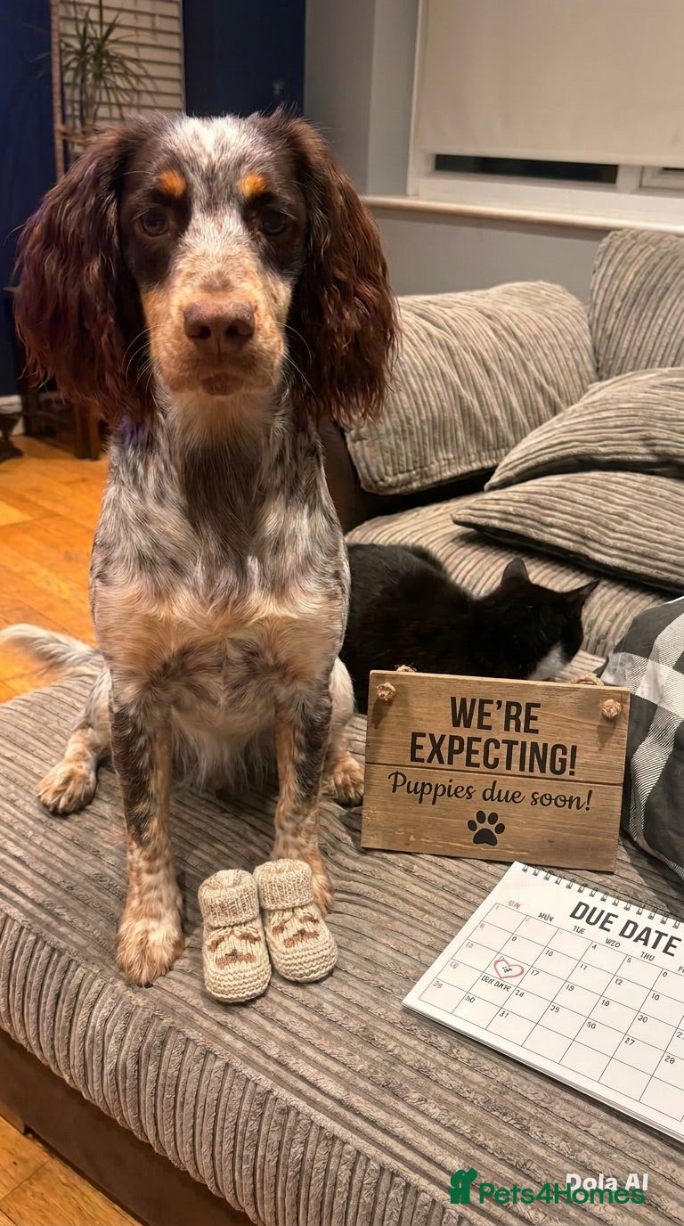 Sprocker dogs 6 English springer spaniel cross border spaniels  - Advert 3